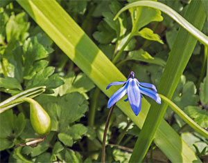 Sibirischer Blaustern